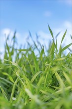 Young Wheat Seedlings Growing in a Field. Green Wheat Seedlings Growing in Soil