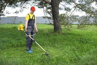 A male gardener mows the green grass of the lawn in the backyard with a gasoline mower. Trimmer for