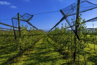 Apple trees with nets to protect against birds, Leimbach, Thurgau, Switzerland, Europe