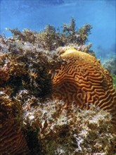 Brain coral in the bottom of the sea, Marine life