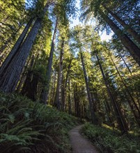 Hiking in between giant Sequoia trees in Redwood National Park, USA, North America