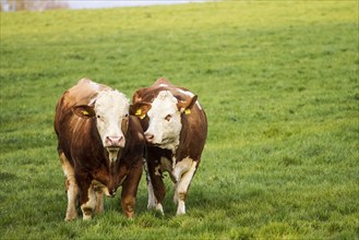 Brown and white dairy cows, calwes and bulls in pasture