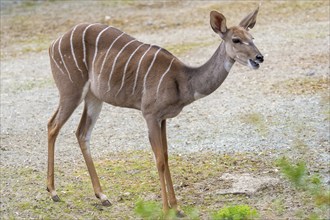 Lesser Kudu (Tragelaphus Imberbis), small antelope