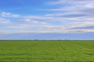 Young Wheat, Green Wheat Seedlings growing in a field