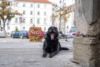 Young Dog waiting at a gate in Regensburg for his master, Germany, Europe