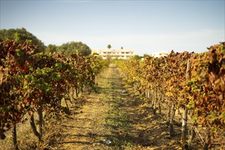 Vineyard field row in Albufeira, Portugal, Europe