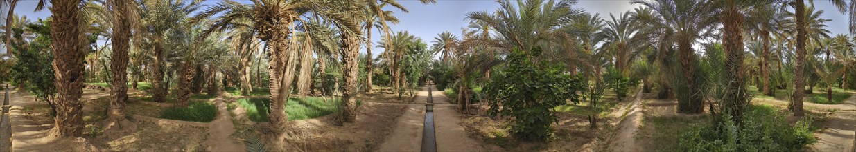 Walking through the Igrane garden near Merzouga, a typical agricultural oasis with small canals,