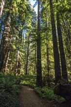 Hiking in between giant Sequoia trees in Redwood National Park, USA, North America