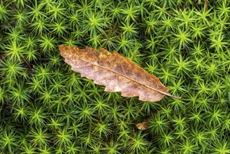 Macro shot of soft green moss with a leaf on it