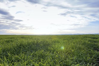 Young Wheat, Green Wheat Seedlings growing in a field