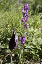 An Early Purple Orchid flowering near East Grinstead