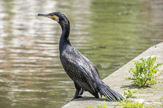 Black cormorant on the canal bank