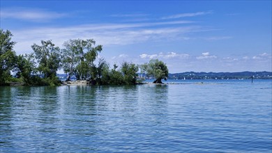 Mehrerau lakeshore near Bregenz with an ancient silver willow and view of Lindau