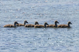 Swan Babies, Cygnus Olor, Cute Swan Baby