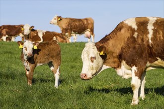 Brown and white dairy cows, calwes and bulls in pasture