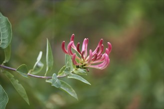 Close up of Honeysuckle, Lonicera periclymenum, flower