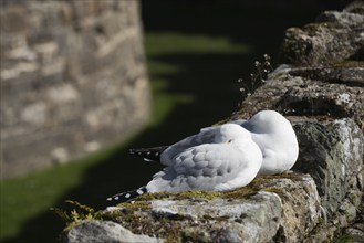 A pair of seagulls asleep on the wall at Beaumaris Castle