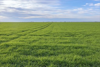 Young Wheat, Green Wheat Seedlings growing in a field