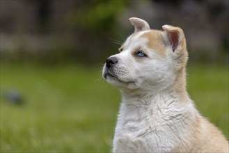 A fluffy mix of Akita and husky also call Huskita puppy with brown and white markings sits