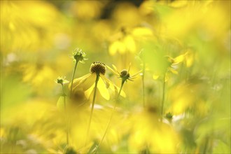 Cutleaf Coneflower, Rudbeckia laciniata in the garden