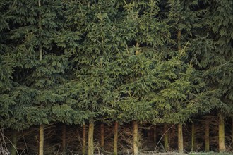 Dense spruce forest with dense spruce trunk