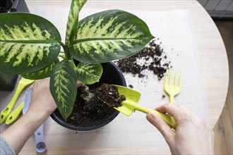 Repotting a home plant Dieffenbachia Tropic Snow into a new pot in home interior in a double pot