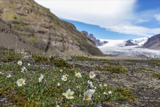 Glacier, Skaftafell, south coast, Iceland, Europe