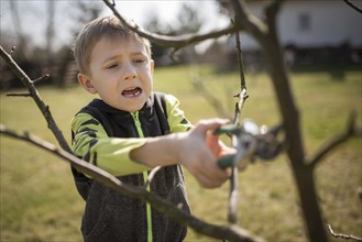 Six-year-old boy in the garden cuts branches of the tree during sunny spring day