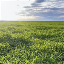 Young Wheat, Green Wheat Seedlings growing in a field