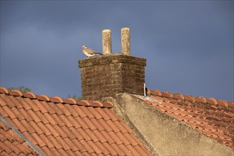 Red tile roofs in the sun