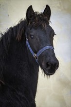 Portrait beauty foal, friesian horse stallion