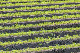 Carrot Field Green Rows, Carrots Growing on Field