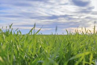 Young Wheat Seedlings Growing in a Field. Green Wheat Seedlings Growing in Soil