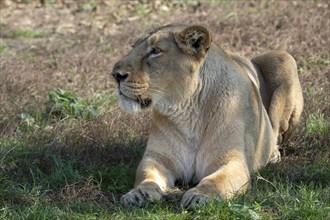 Asiatic lioness (Panthera leo persica) . A critically endangered species