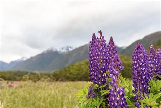 Arctic lupines blooming in the Southern Alps of New Zealand, Southland near Milford Sound