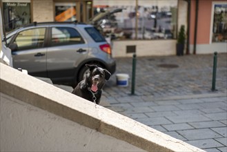 Dog sitting on the stairs and waiting for its Master in Vilshofen, Bavaria, Germany, Europe