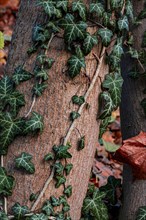 Tree overgrown with dense ivy, surrounded by autumn leaves on the ground, Jena, Thuringia, Germany,