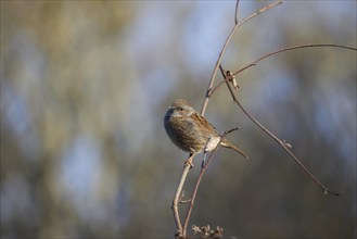 Hedge Accentor perched on a bramble in Sussex