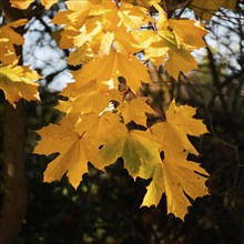 Sycamore, Acer pseudoplatanus, leaves glowing in the autumn sunshine