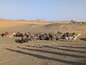 A caravan of dromedaries passing the Sahara desert in the evening, Erg Chebbi in Morocco