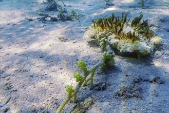 Upside Down Jellyfish (Cassiopea andromeda), Marine life