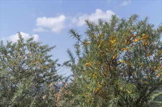 Sea buckthorn Hippophae rhamnoides with fruits in front of a blue sky