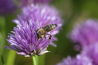 Honey bee collecting nectar from chives plant blossom. Chives are a commonly used herb for culinary