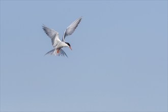 Common tern (Sterna hirundo) hovering over a marsh. Bas Rhin, Alsace, France, Europe