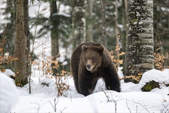 European brown bear (Ursus arctos arctos) in the forest, bear in the snow, winter, Notranjska