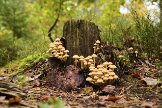 Sulphur tuft (Hypholoma fasciculare) mushrooms on an old tree trunk in a forest, Bavaria, Germany,