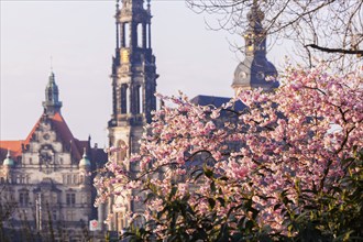 Spring on the Königsufer in Dresden