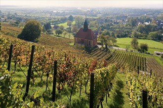 Vineyards in Dresden-Pillnitz