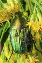 Rose Chafer (Cetonia aurata) on a yellow flower. Bas-Rhin, Collectivite europeenne d'Alsace, Grand