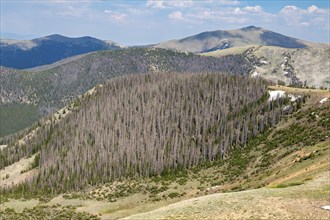 Monarch, Colorado, Trees near the continental divide on Monarch Mountain killed by the spruce bark